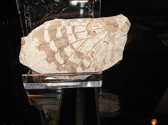 Fossil Butterfly Wing